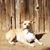 Jacob Beamesderfer's profile image