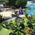 Diane Darby- Kamps's profile image