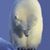 Loredana Scrivani's profile image
