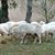 Lynda Horsman's profile image