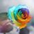 Glynne Starr Rose's profile image