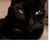 Judy Carroll's profile image