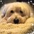 Anjanette Temme-Ross's profile image