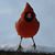 Tiffany Kaltenborn's profile image