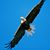 Kelly Bradberry Patton's profile image