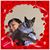 Ngoc Truong's profile image