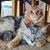 Lisa Guinan Levich's profile image