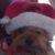 Susan Hebscher's profile image