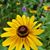 Shanel DeVall's profile image