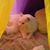 Lisa Little Rodgers's profile image