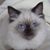 Cheryl Estes's profile image
