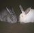 Chrissy Christian's profile image