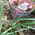 Debra Lynchard's profile image