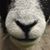 Paty Shaulis's profile image
