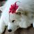 Joan Looker's profile image