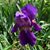 Dena Willard's profile image