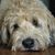 Shari Sheridan's profile image