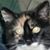 Tricia Fitzgerald's profile image