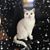 Raine Marie Koch's profile image