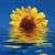 Cindy Ousley's profile image