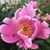 Janet Kuehner-Cordle's profile image