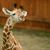 Dawne Downs's profile image
