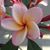 Irene Lovas's profile image