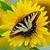 Tracie Fenske McClelland's profile image