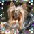 Patty McGlothlin's profile image