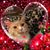 Diane Piper's profile image