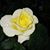 Joanne McKinnon's profile image