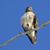 Stylus Harbinger's profile image