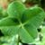 Sham Rock's profile image