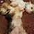 Shelby Paige Lanham-Sermania's profile image