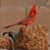 Bridgett Zehnder's profile image