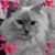 Jody M. Rosa's profile image