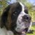 Angie Brown's profile image