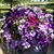 Linda Mikesell Wallace's profile image