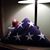 Carol Linden Musser's profile image