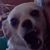 Laura Grimm's profile image