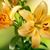 Lynn Fontan's profile image