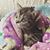 Alisha Smith's profile image