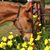 Caryl Folger's profile image