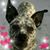 Jill Capanna's profile image