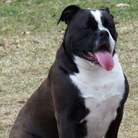 Bree Hudson's profile image