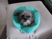 Cheri P.'s profile image