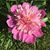 Nelson Eddy's profile image