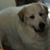 Fieger Osborn's profile image