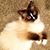 Jen's Ragdolls's profile image