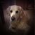 Cindy Lingenfelter Gross's profile image